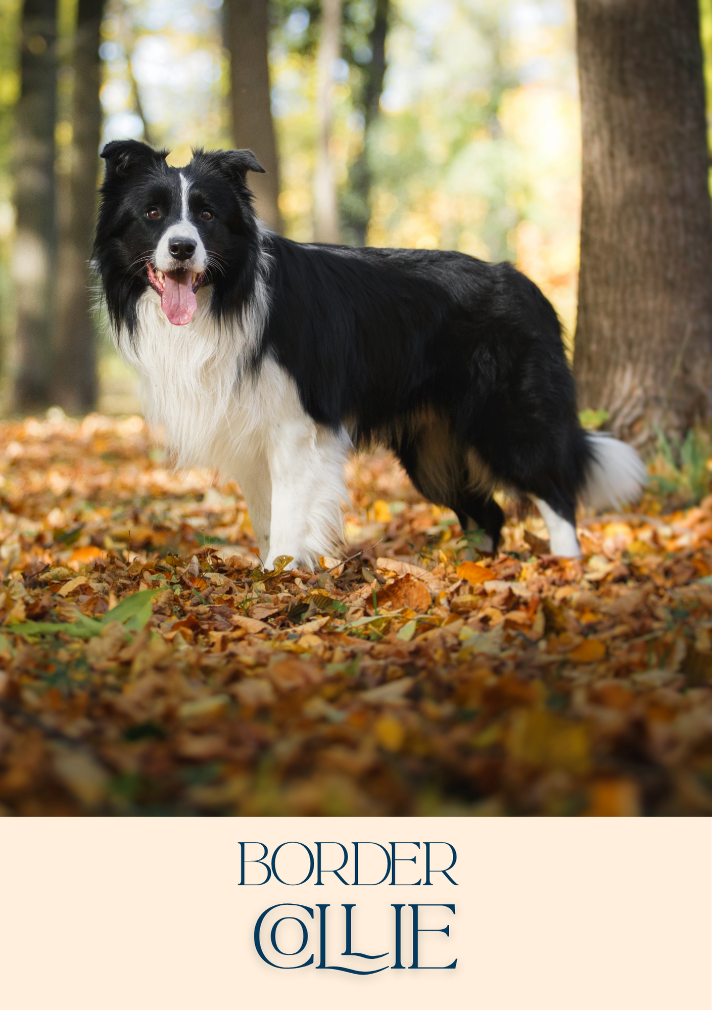 Notepad - For Pet Lovers - Dogs