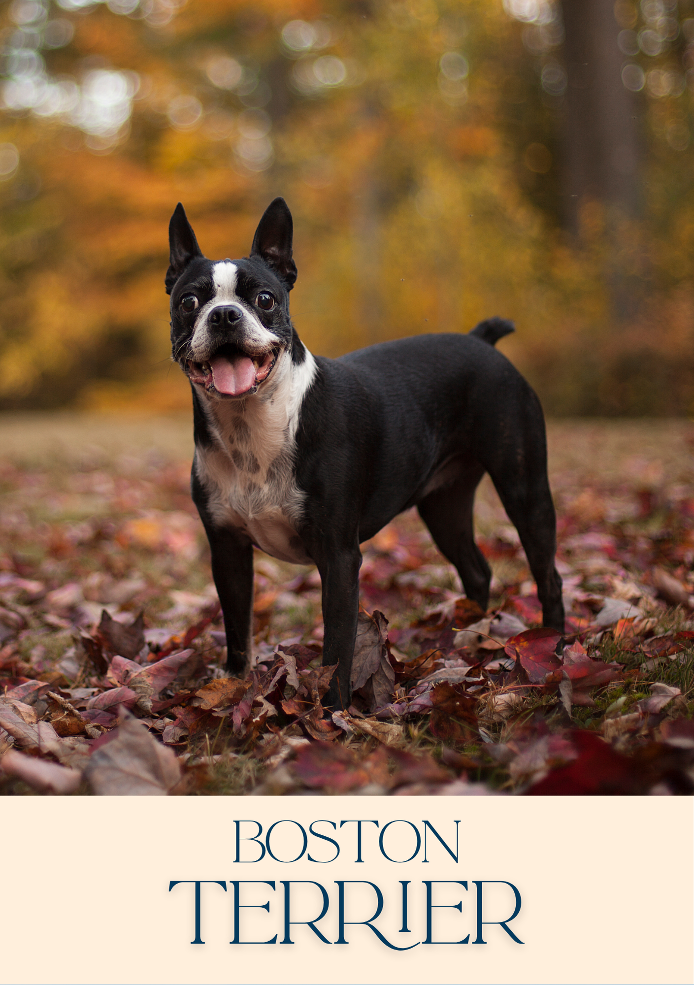 Notepad - For Pet Lovers - Dogs