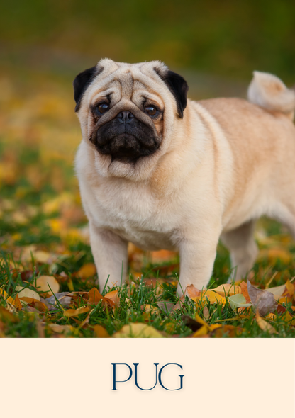 Notepad - For Pet Lovers - Dogs