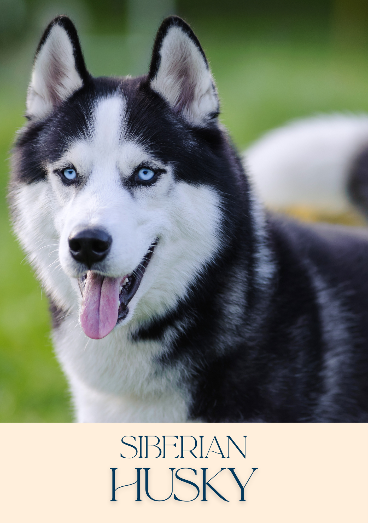 Notepad - For Pet Lovers - Dogs