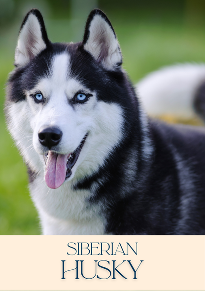 Notepad - For Pet Lovers - Dogs