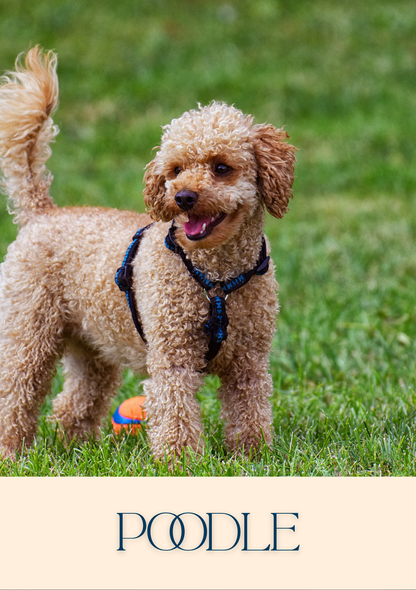 Notepad - For Pet Lovers - Dogs