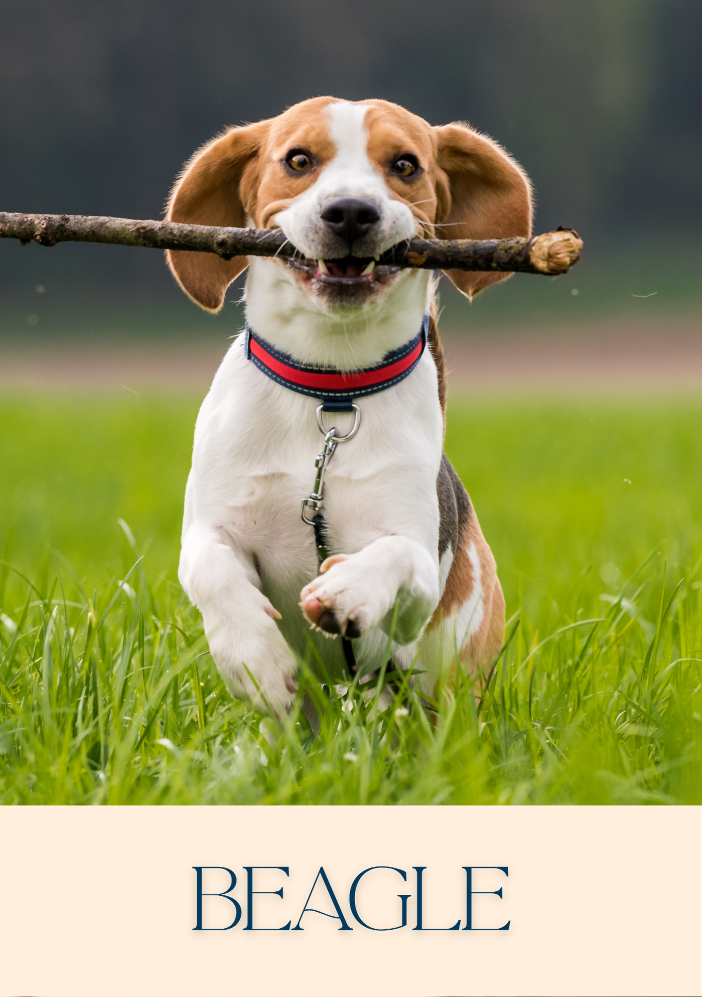 Notepad - For Pet Lovers - Dogs