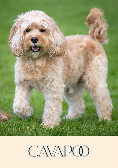 Notepad - For Pet Lovers - Dogs