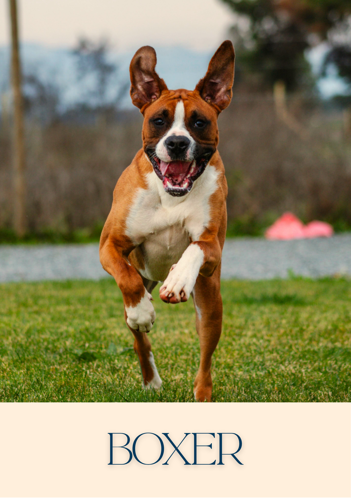 Notepad - For Pet Lovers - Dogs