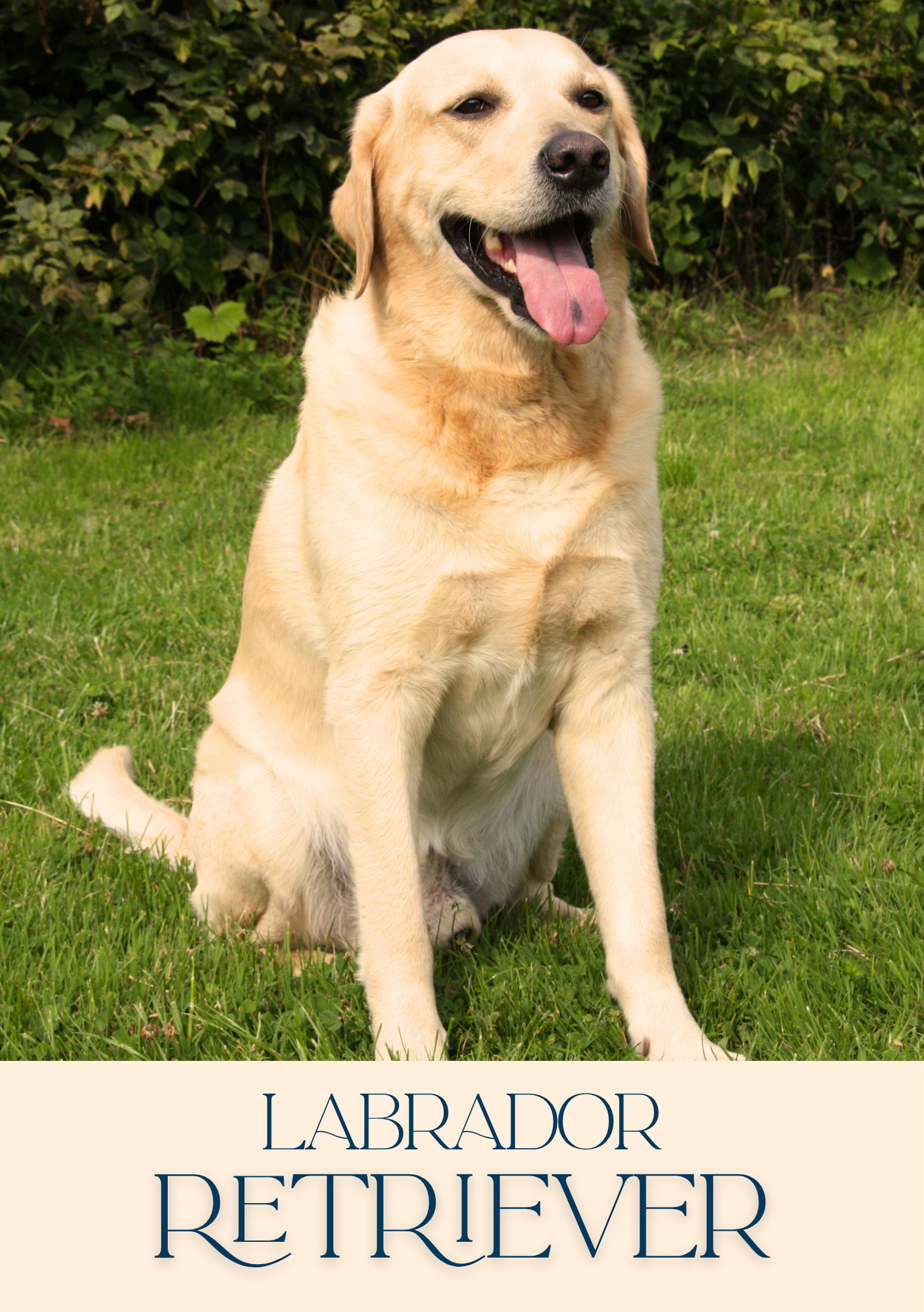 Notepad - For Pet Lovers - Dogs