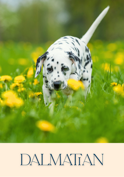 Notepad - For Pet Lovers - Dogs