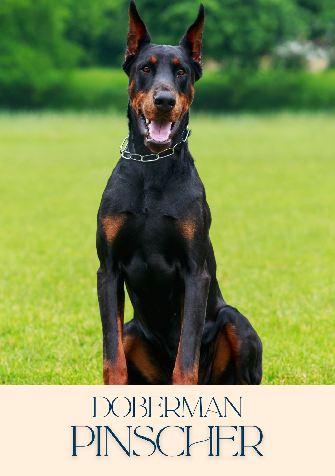 Notepad - For Pet Lovers - Dogs