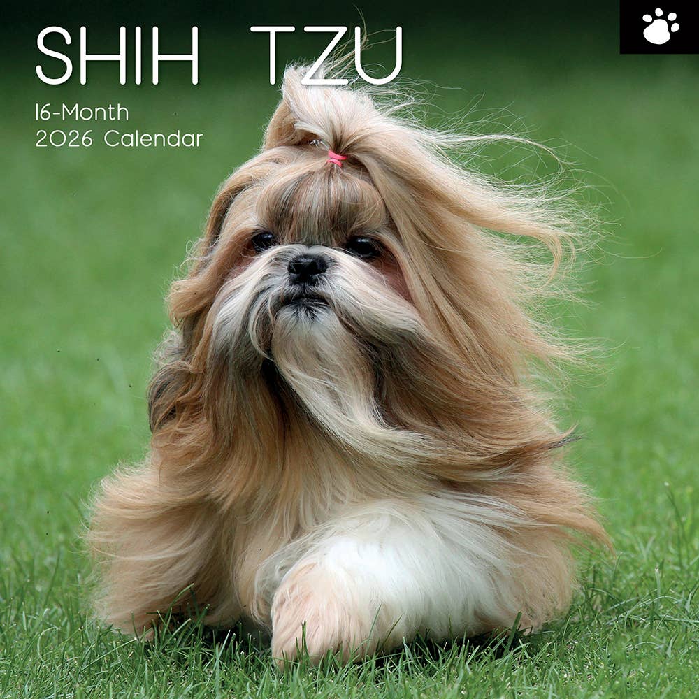 2026 Square Wall Calendar - Shih Tzu