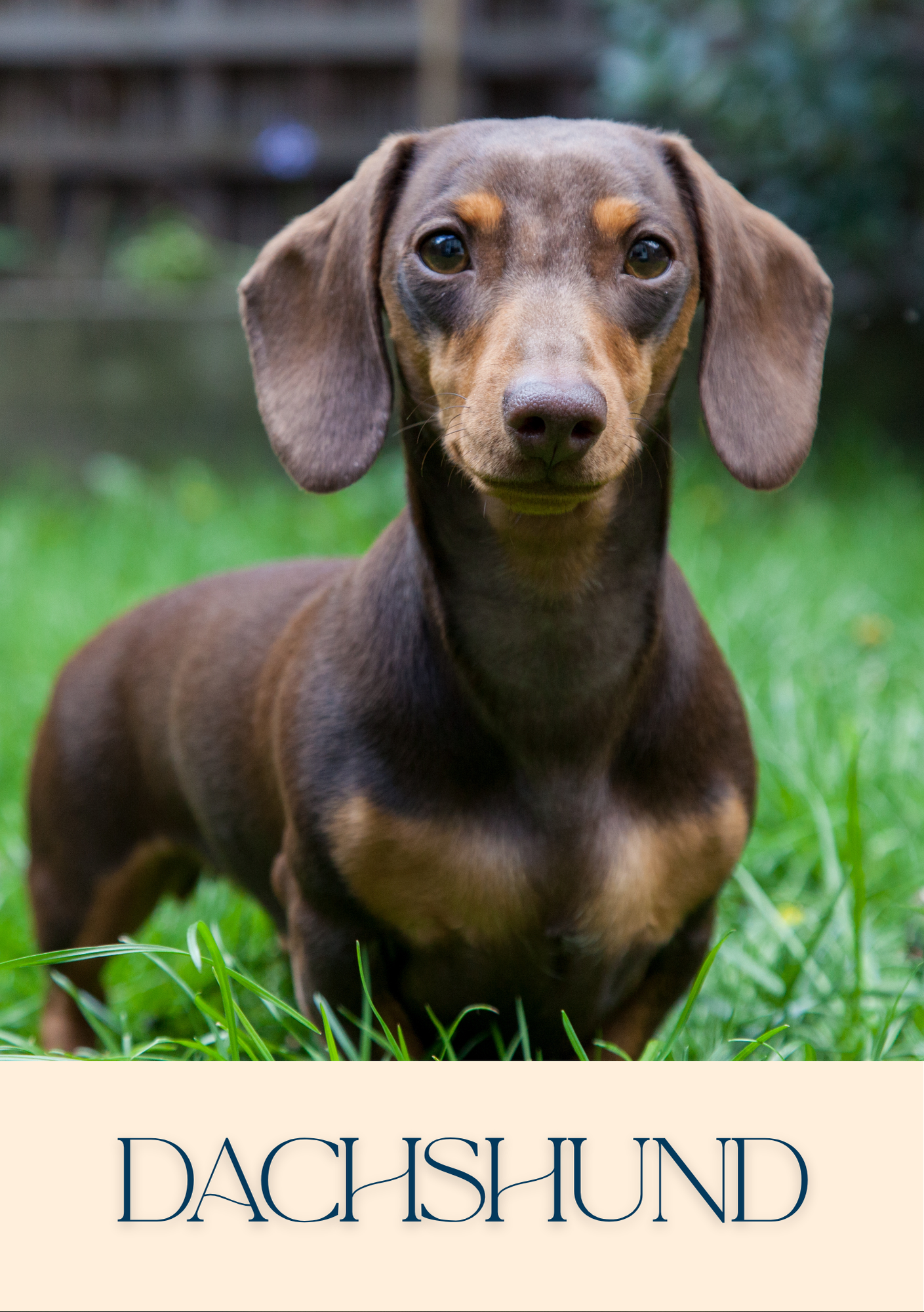 Notepad - For Pet Lovers - Dogs