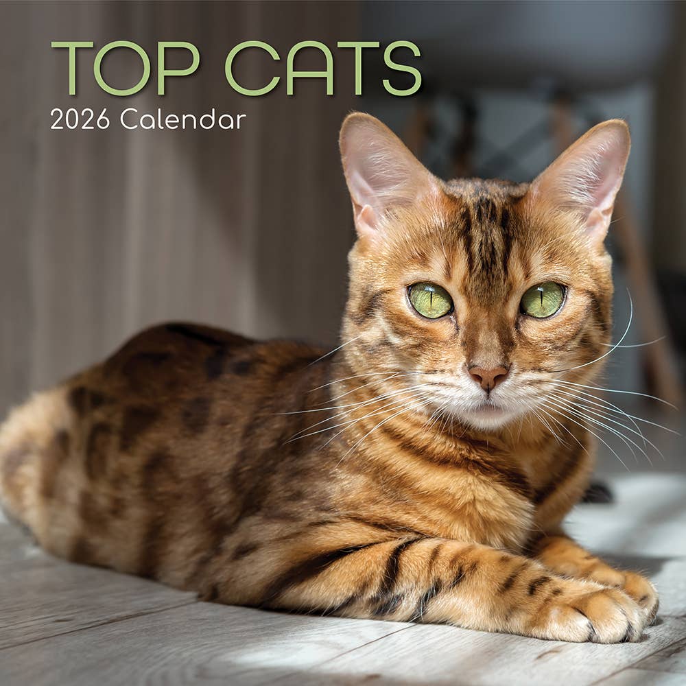 Calendário de parede quadrado 2026 - Gatos Top