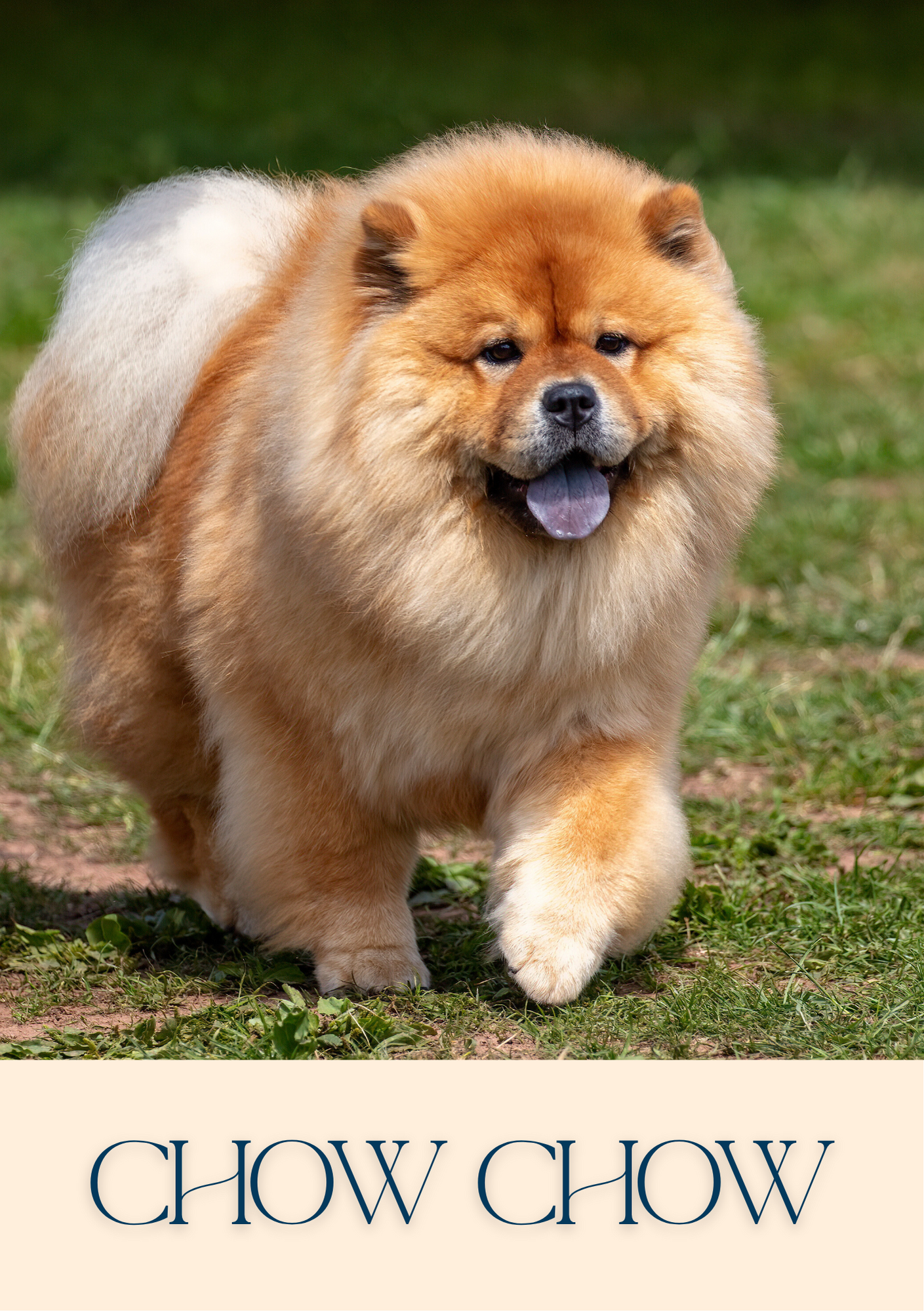 Notepad - For Pet Lovers - Dogs