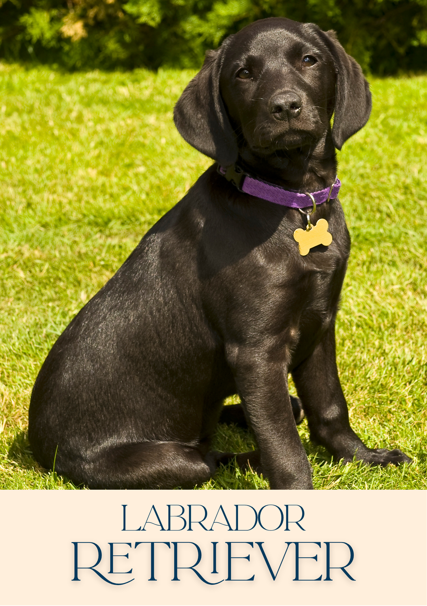 Notepad - For Pet Lovers - Dogs