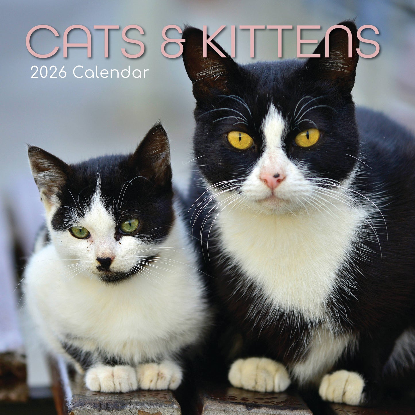 Calendário de parede quadrado 2026 - Gatos e gatinhos