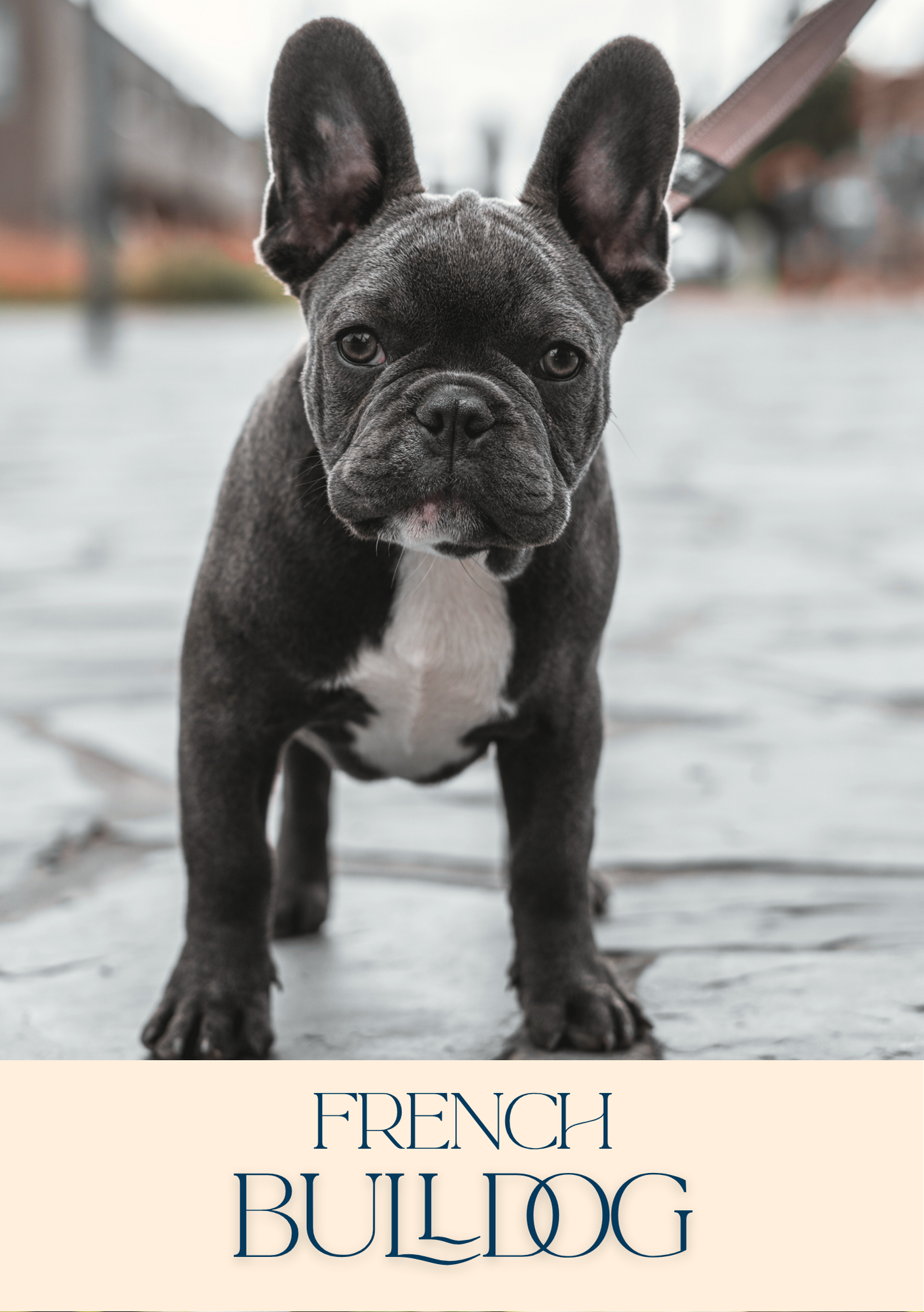 Notepad - For Pet Lovers - Dogs