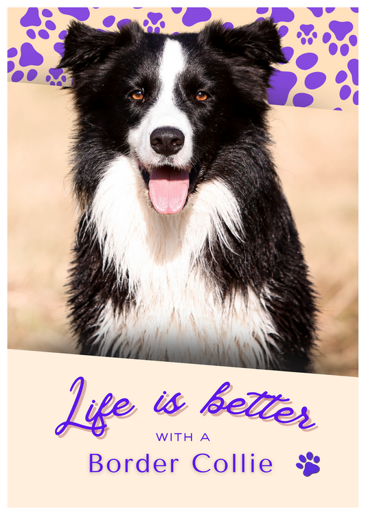 Caderno/Bloco de Notas (A5) - Cachorro - Border Collie - Faça um amante de cães sorrir!