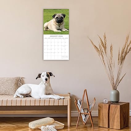 Calendário de parede quadrado 2026 - Pugs