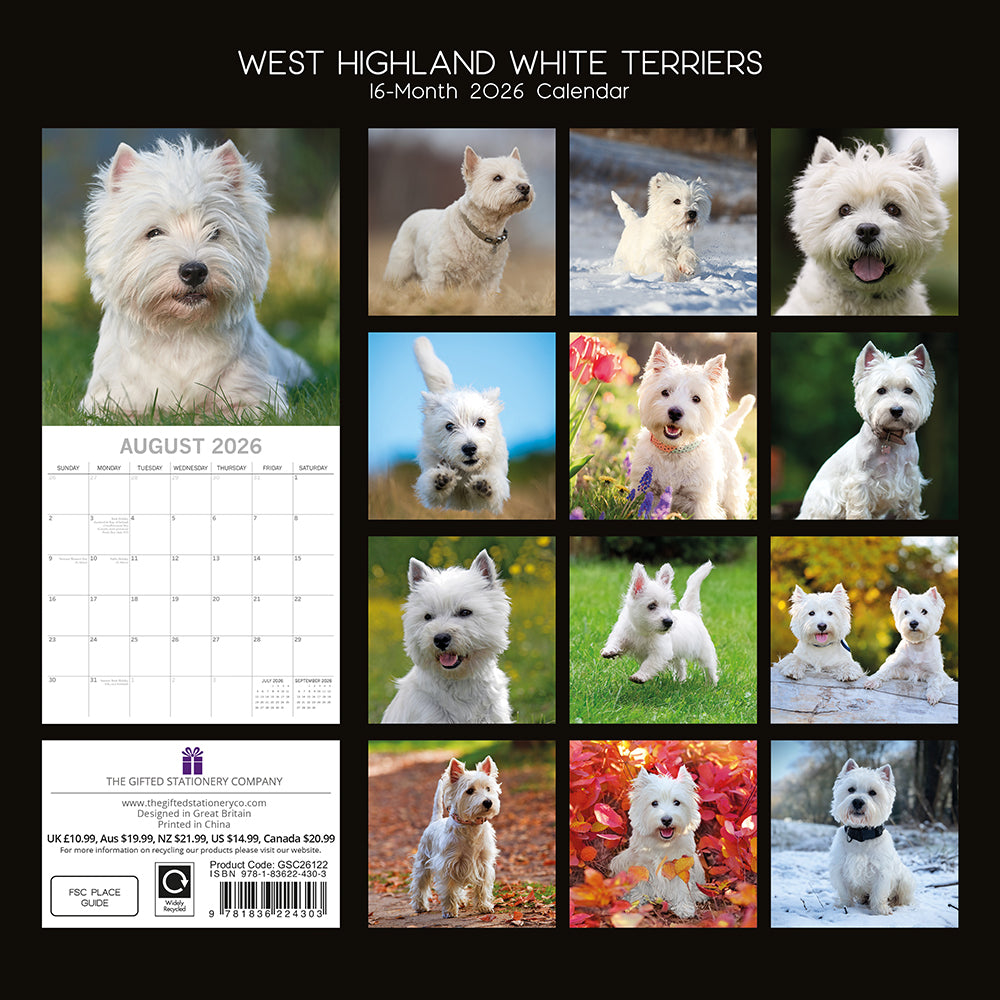 2026 Square Wall Calendar - West Highland White Terriers