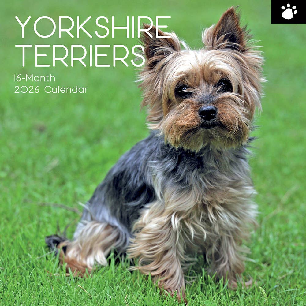 Calendário de parede quadrado 2026 - Yorkshire Terriers