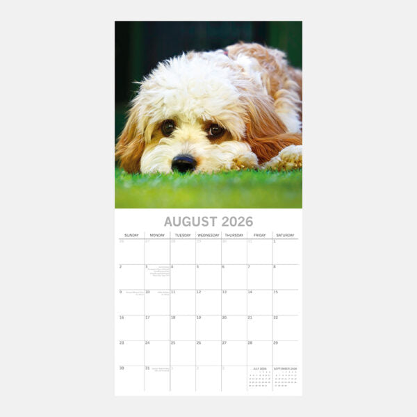Calendário de parede quadrado 2026 - Cavapoos