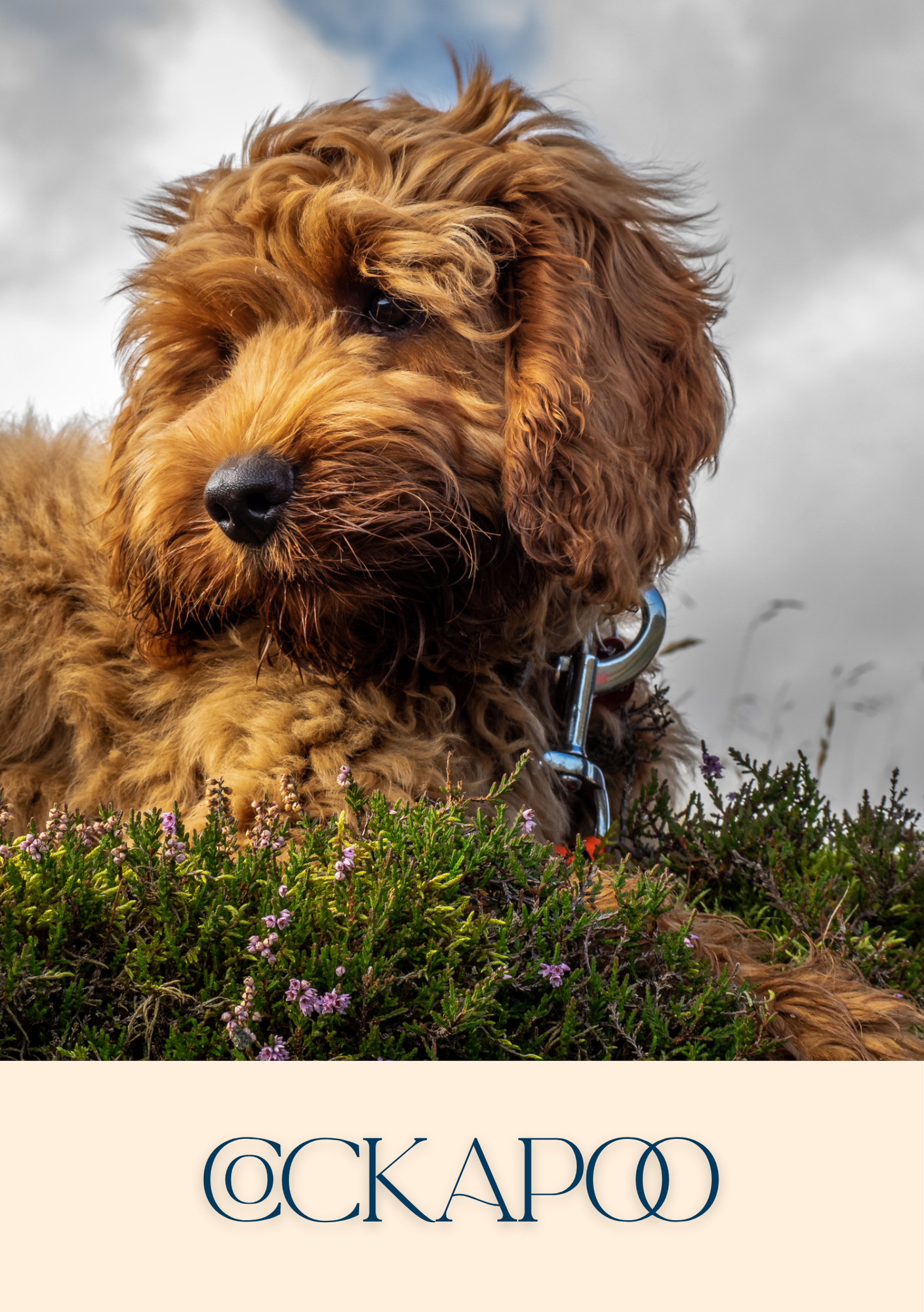 Notepad - For Pet Lovers - Dogs